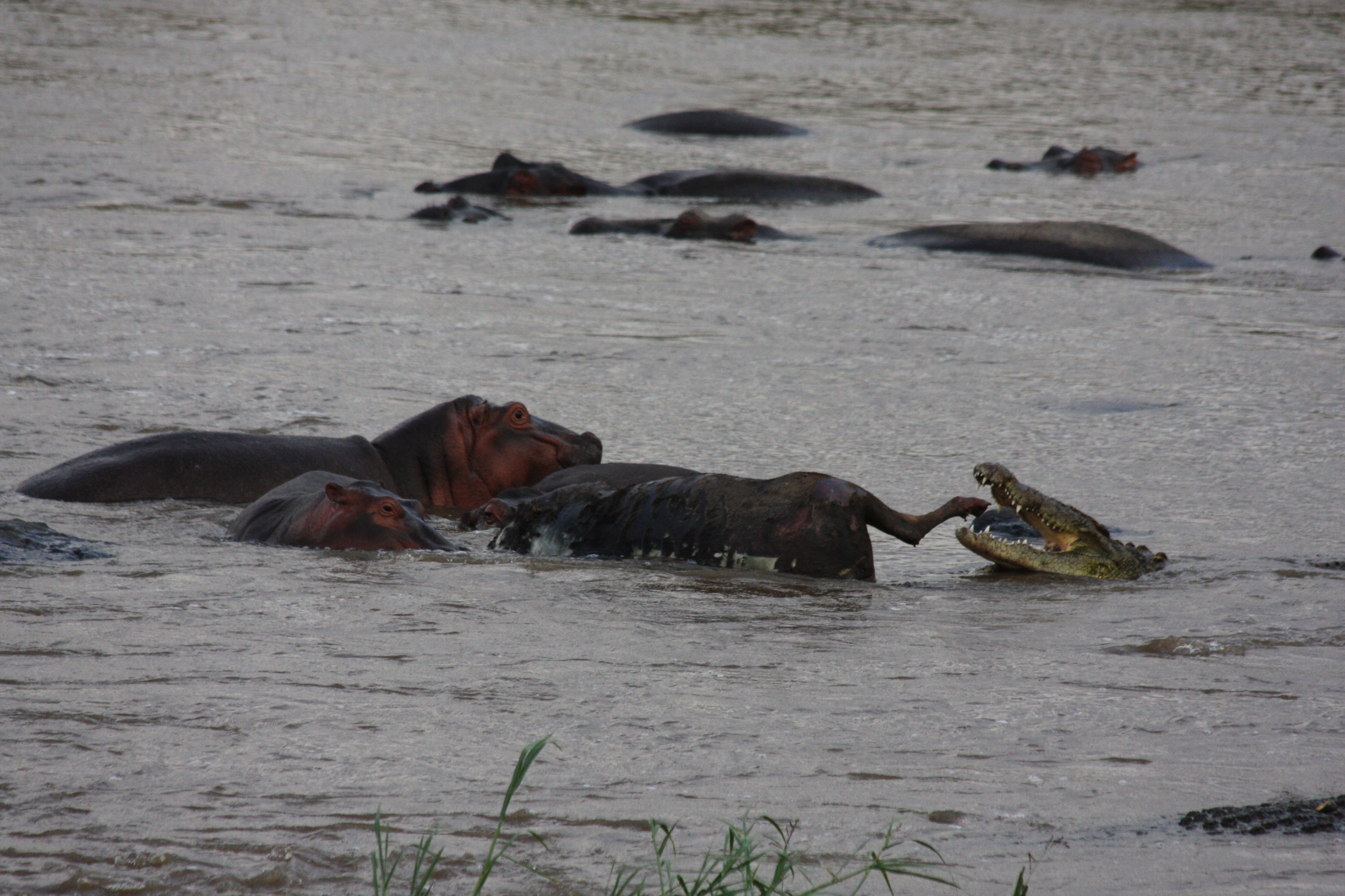 Hippo Pool