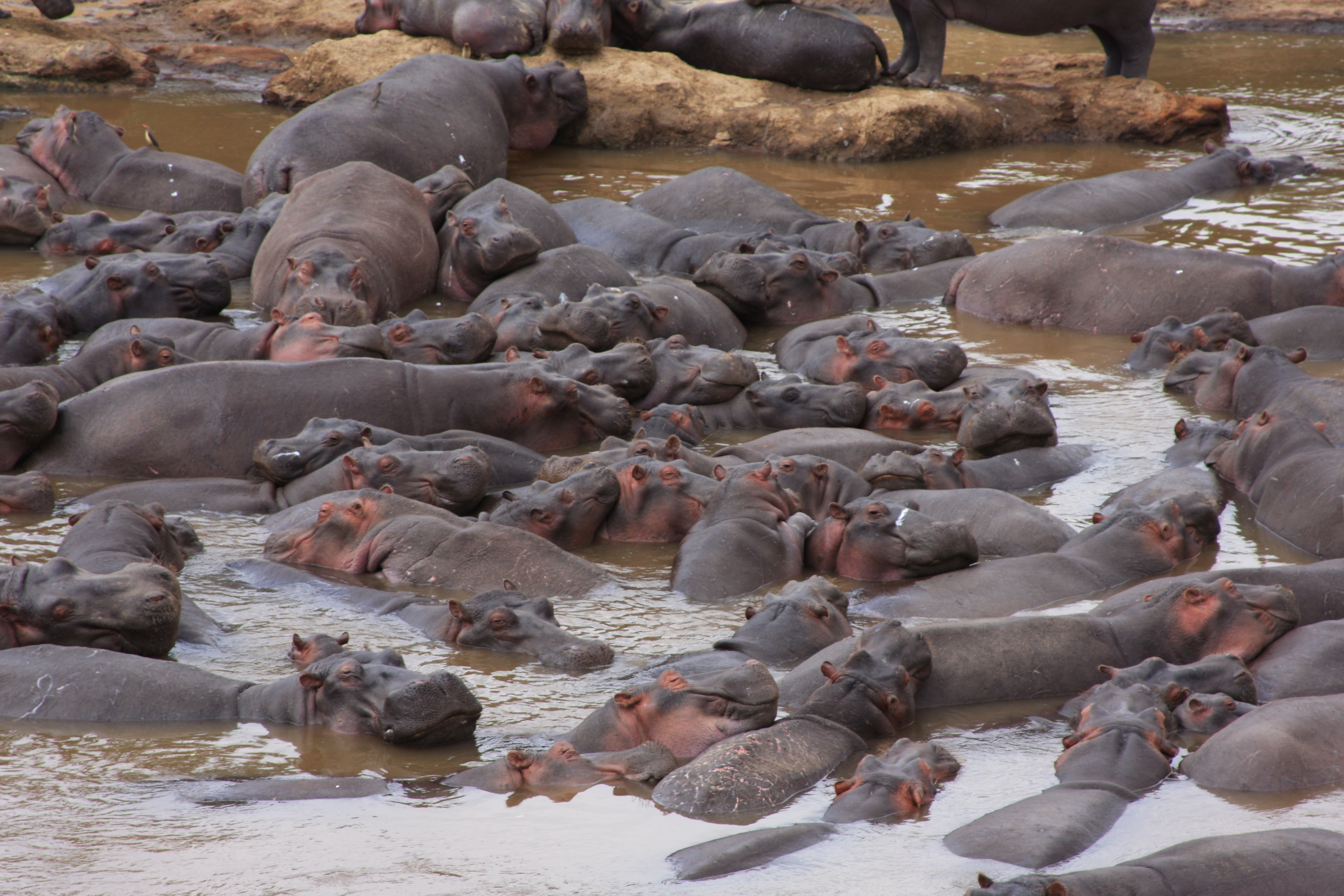 Hippo Pool